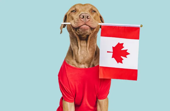 کدام حیوان خانگی در کانادا مجاز و کدام ممنوع است؟